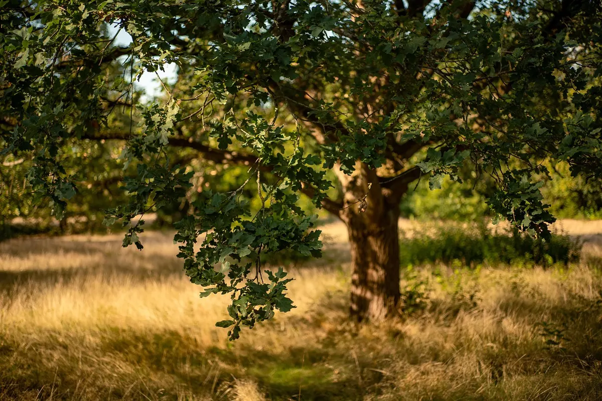Share Your Oak Stories: How to Document a Veteran Tree for the Community Archive