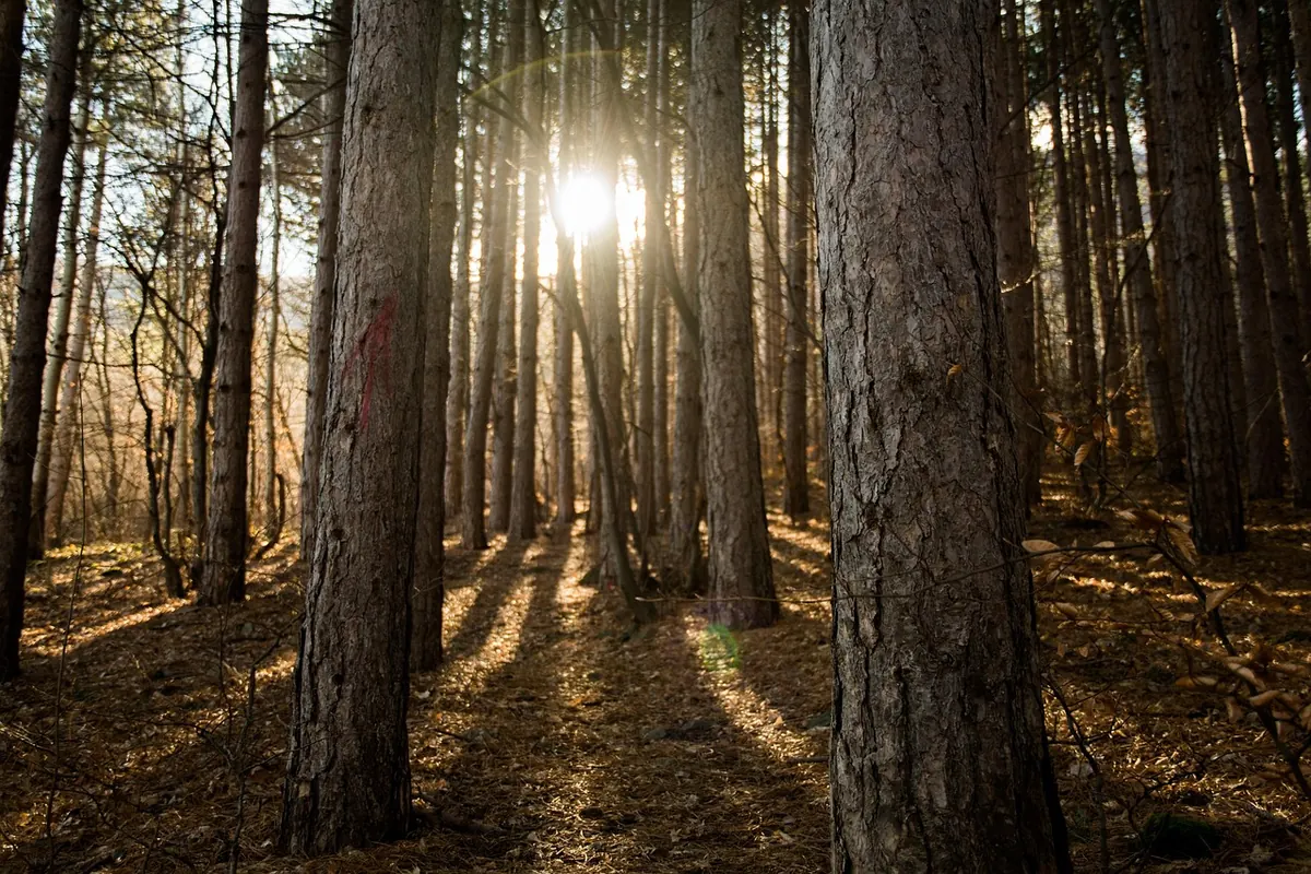 UK Wood Fairs and Tree Festivals: A Seasonal Guide for Oak Lovers