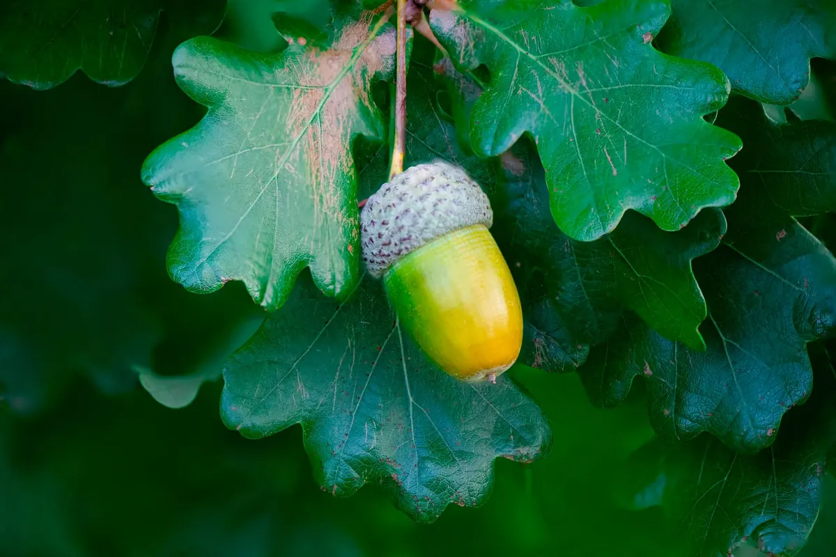 Why Oak Trees Matter for UK Wildlife: A Month-by-Month Wildlife Calendar